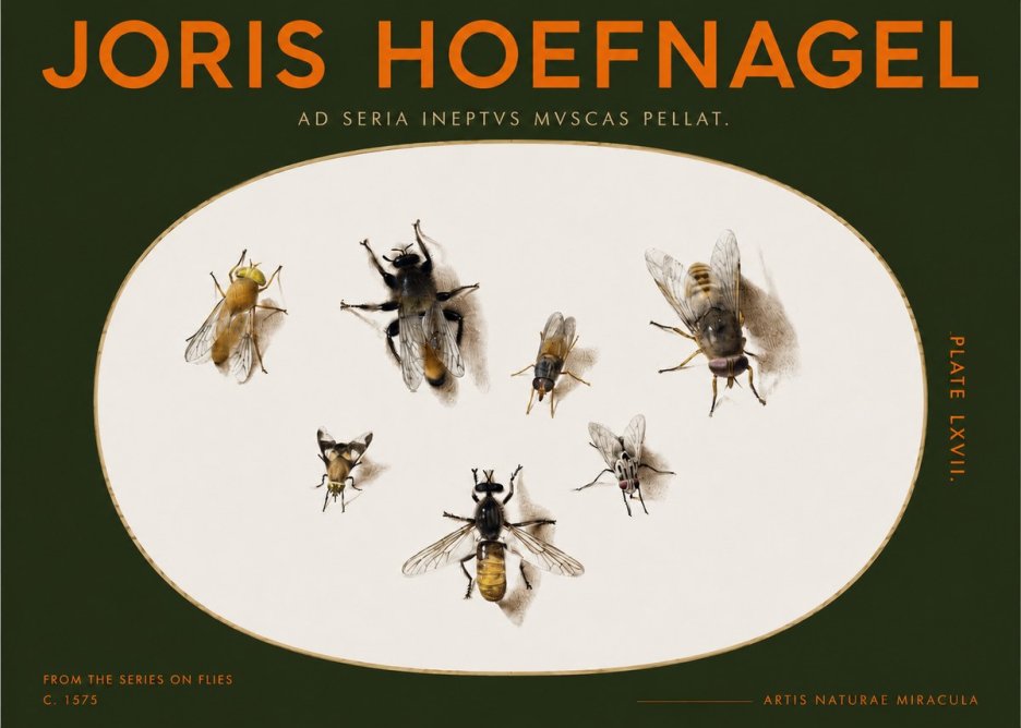 Joris Hoefnagel From the Series on Flies - Plate Lxvii. No2 - Plakat