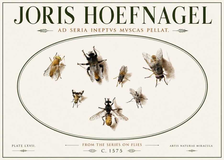 Joris Hoefnagel From the Series on Flies - Plate Lxvii. No6 - Plakat