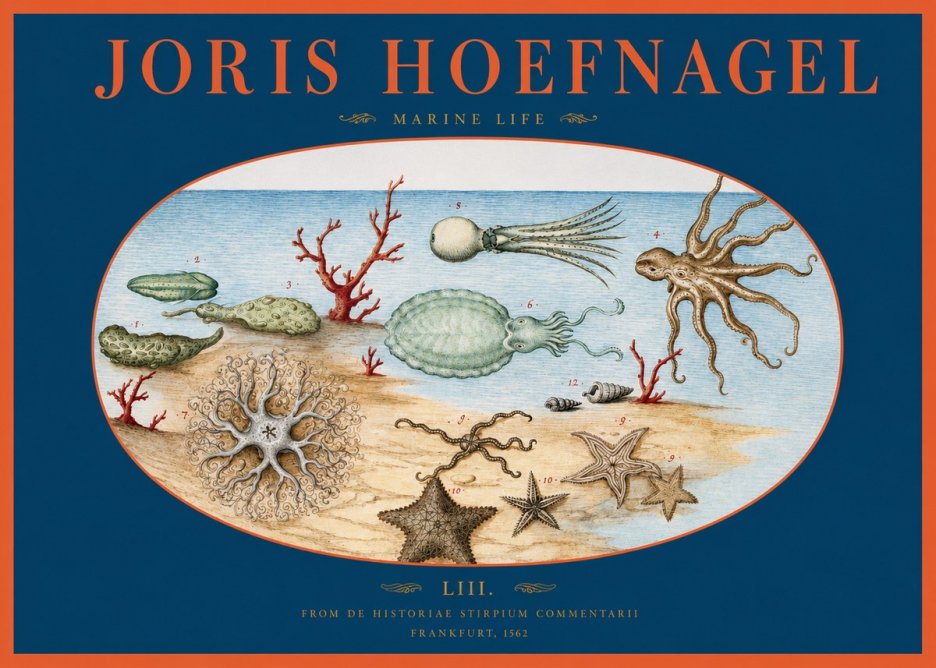 Joris Hoefnagel Marine Life No2 - Plakat