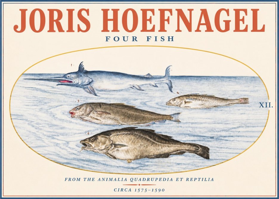 Joris Hoefnagel Four Fish No3 - Plakat