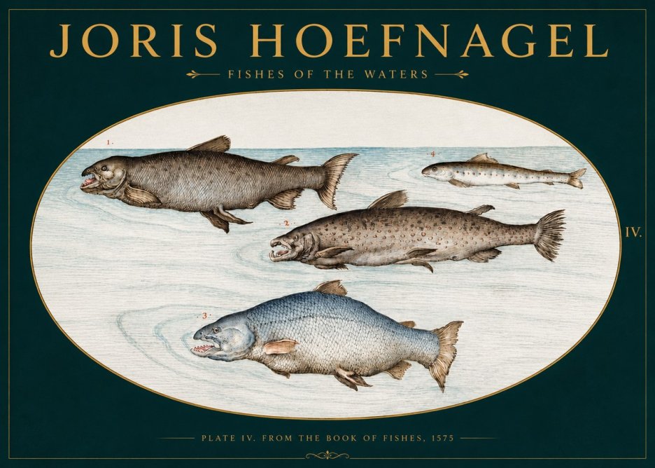 Joris Hoefnagel Fishes of the Waters I No3 - Plakat