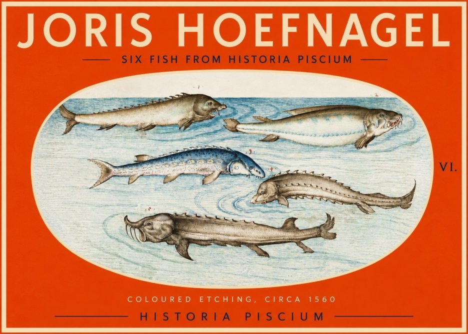 Joris Hoefnagel Fishes of Northern Waters No3 - Plakat