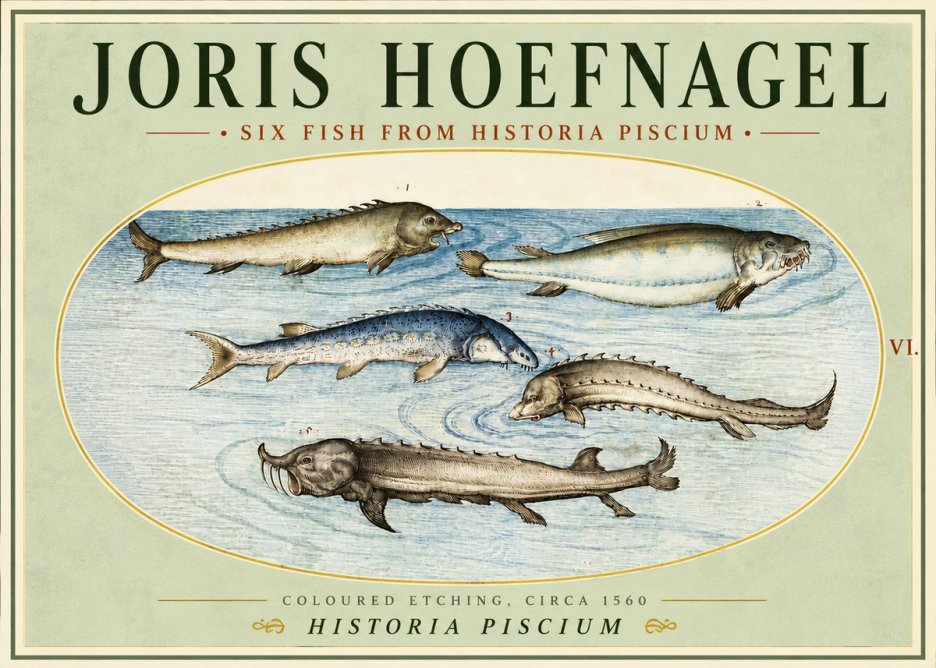 Joris Hoefnagel Fishes of Northern Waters No5 - Plakat
