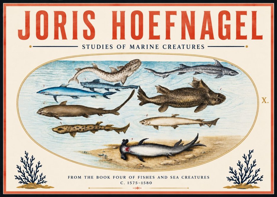 Joris Hoefnagel Studies of Marine Creatures No6 - Plakat