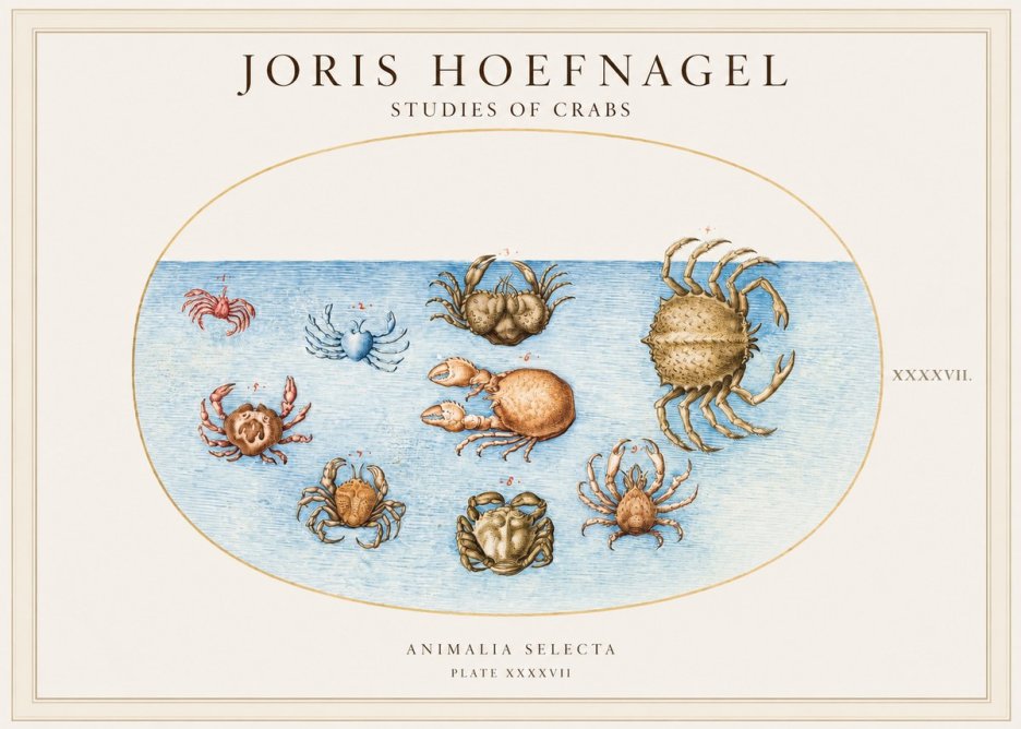 Joris Hoefnagel Studies of Crabs No1 - Plakat