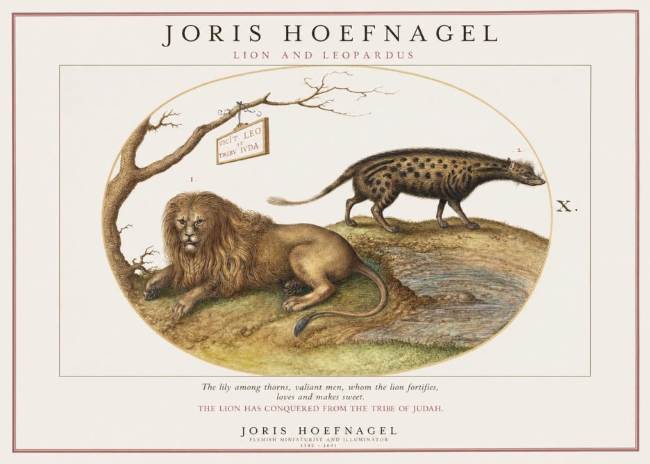 Joris Hoefnagel Lion and Spotted Hyena No2 - Plakat