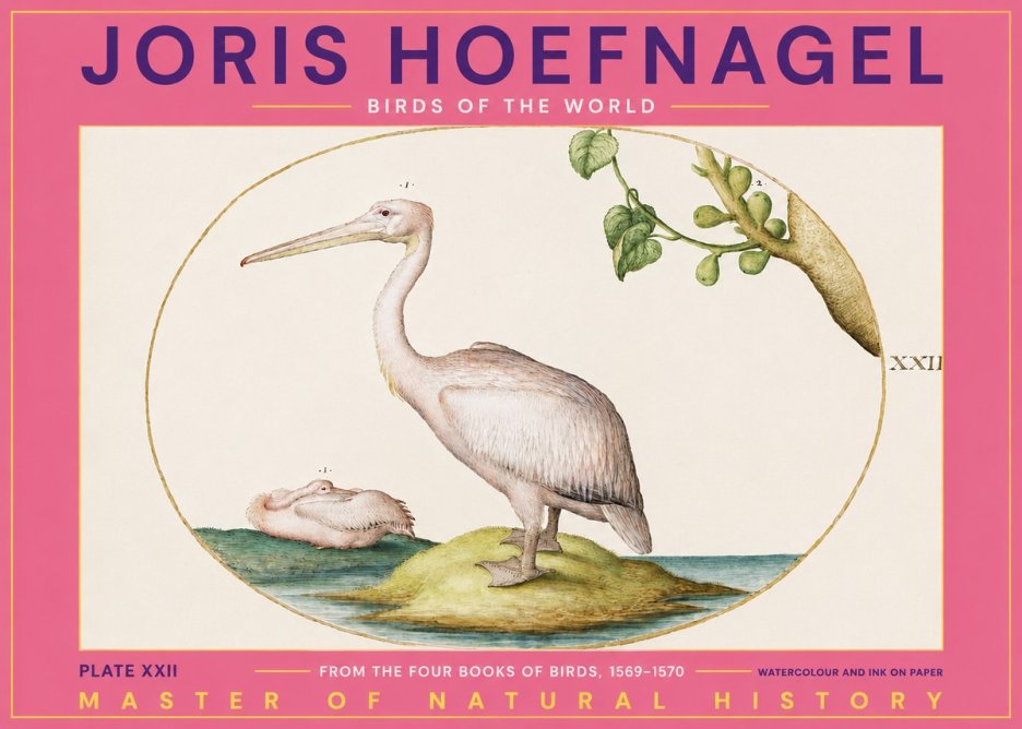 Joris Hoefnagel Plate Xxii No2 - Plakat