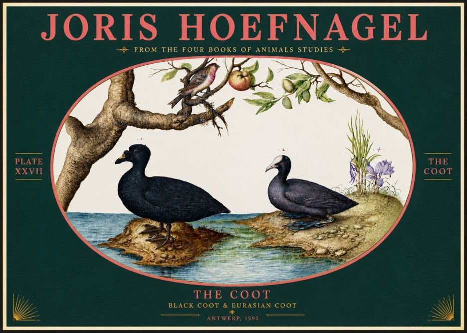 Joris Hoefnagel The Coot No4 - Plakat