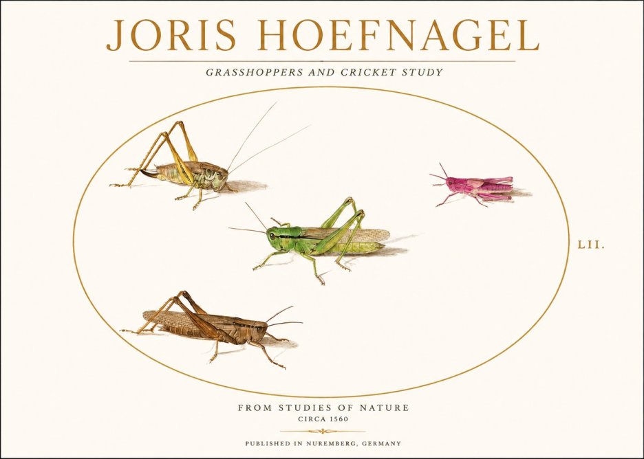 Joris Hoefnagel Three Grasshoppers and a Locust No2 - Plakat