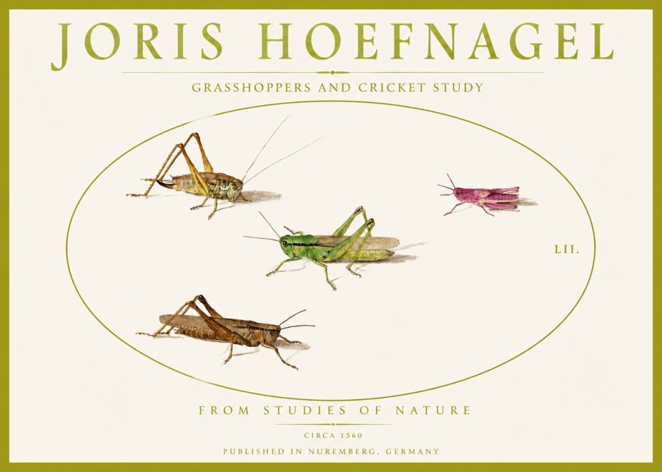 Joris Hoefnagel Three Grasshoppers and a Locust No5 - Plakat