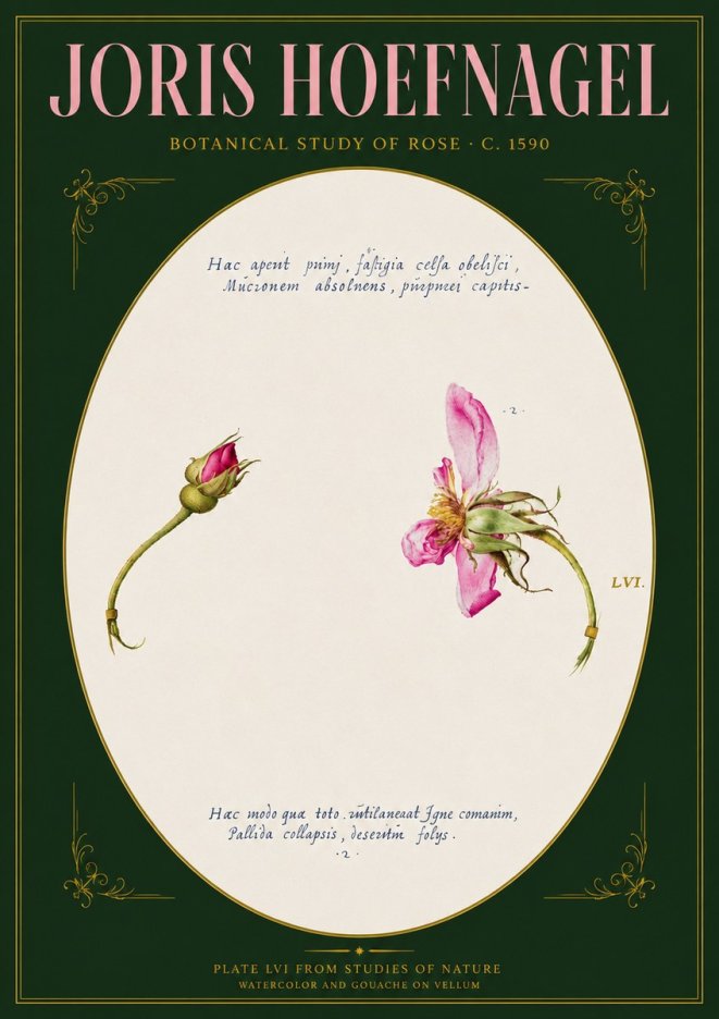 Joris Hoefnagel Botanical Study of Rose No3 - Plakat