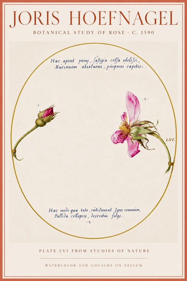 Joris Hoefnagel Botanical Study of Rose No5 - Plakat