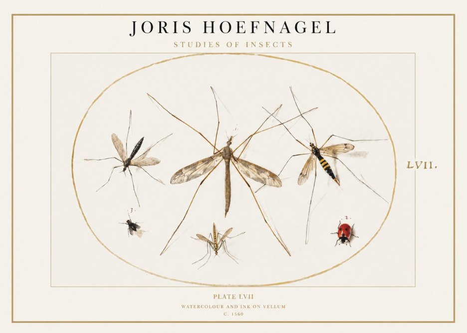 Joris Hoefnagel Studies of Insects II No1 - Plakat