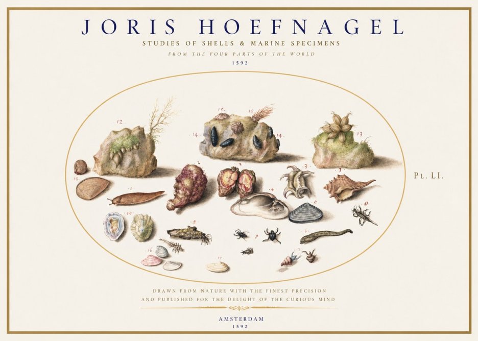 Joris Hoefnagel Studies of Shells & Marine Specimens No1 - Plakat