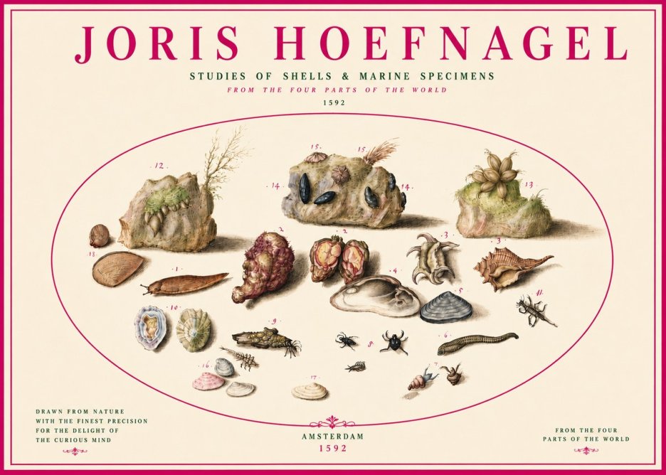 Joris Hoefnagel Studies of Shells & Marine Specimens No3 - Plakat