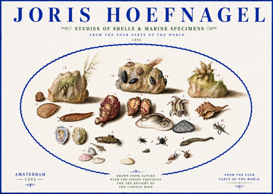 Joris Hoefnagel Studies of Shells & Marine Specimens No5 - Plakat