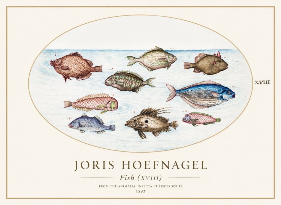 Joris Hoefnagel Studies of Fish I No2 - Plakat
