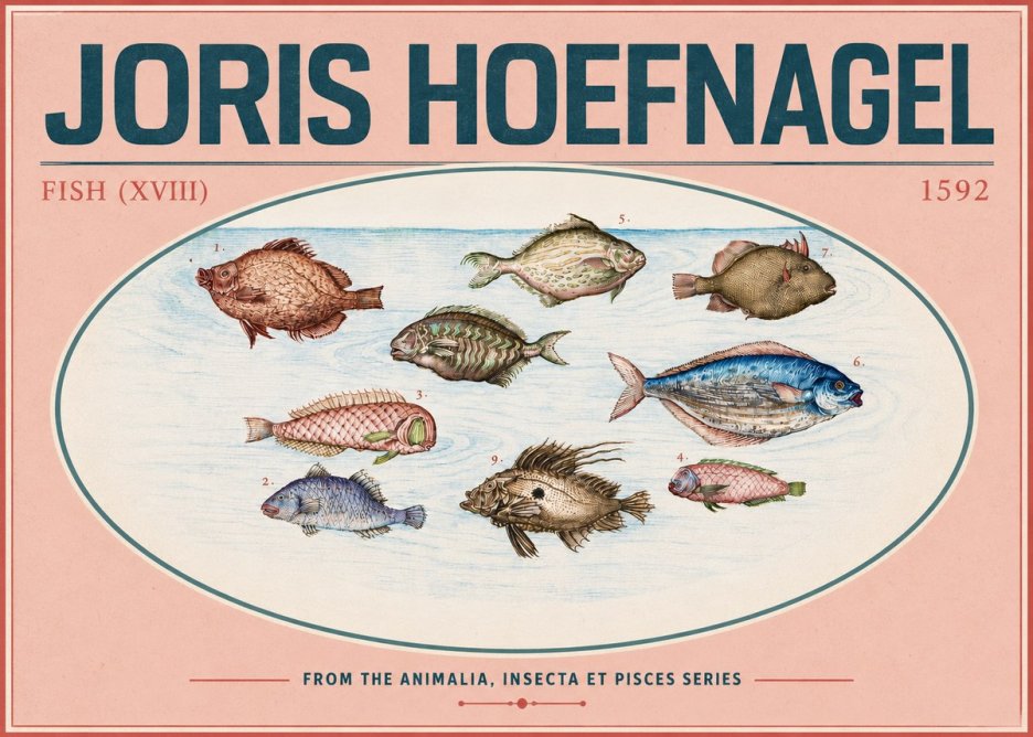 Joris Hoefnagel Studies of Fish I No6 - Plakat