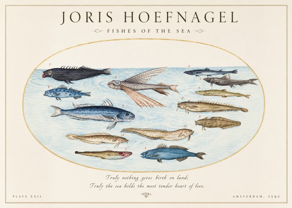 Joris Hoefnagel Fishes of the Sea I No1 - Plakat