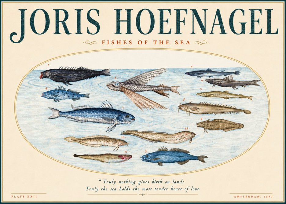 Joris Hoefnagel Fishes of the Sea I No4 - Plakat