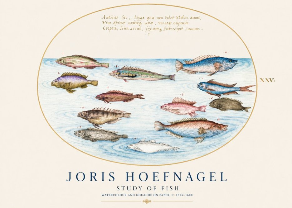 Joris Hoefnagel Study of Fish No1 - Plakat
