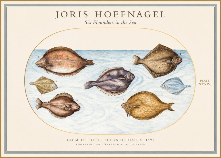 Joris Hoefnagel Six Flounders in the Sea No1 - Plakat