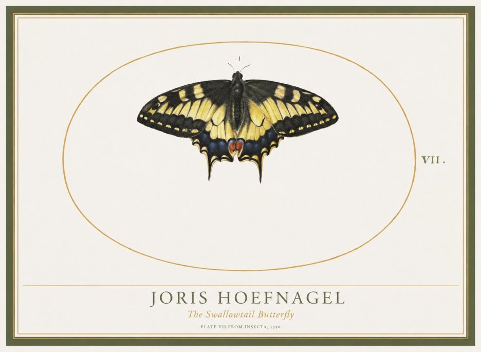 Joris Hoefnagel Study of a Swallowtail Butterfly No5 - Plakat