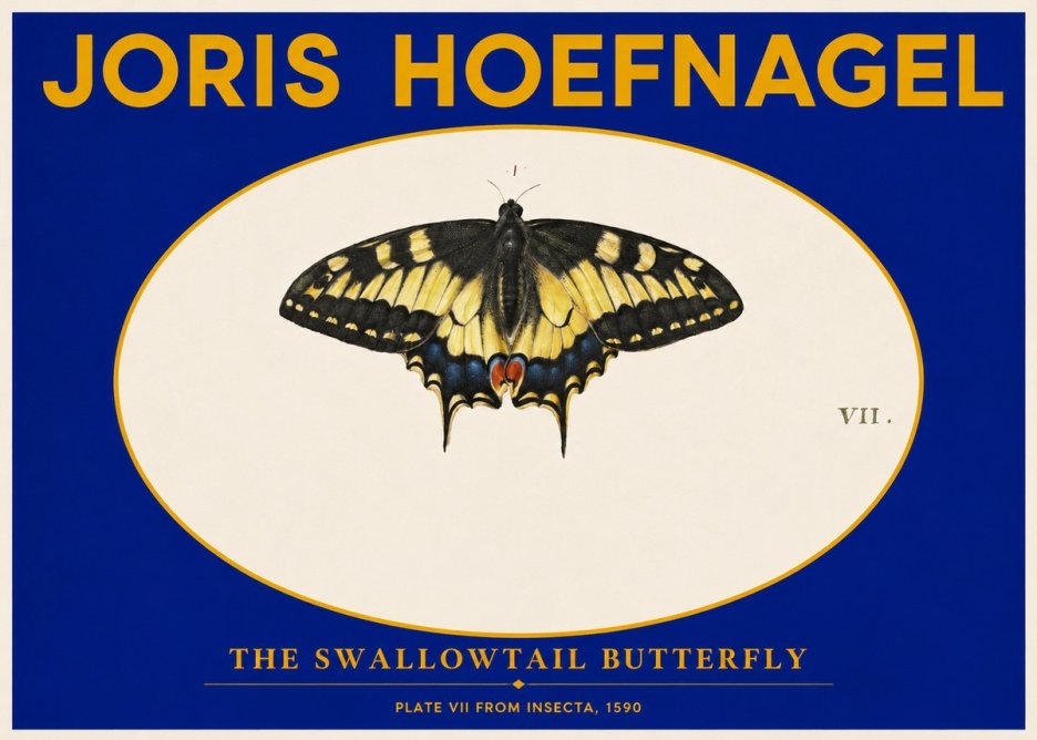 Joris Hoefnagel Study of a Swallowtail Butterfly No6 - Plakat