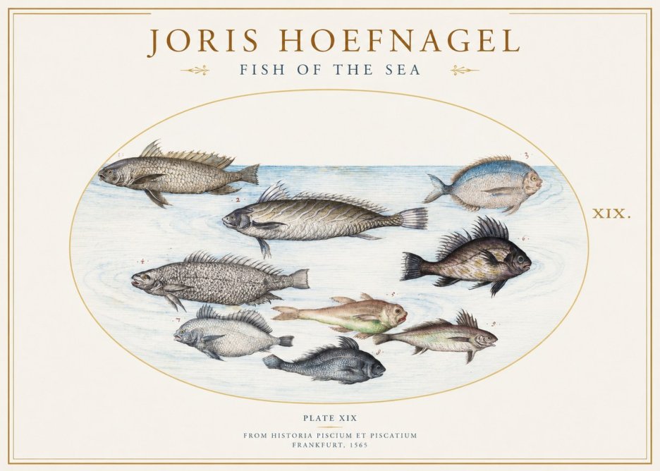 Joris Hoefnagel Fish of the Sea No1 - Plakat