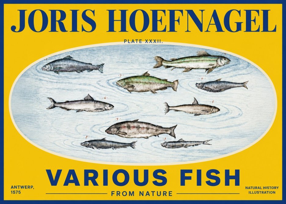 Joris Hoefnagel Various Fish from Nature No4 - Plakat