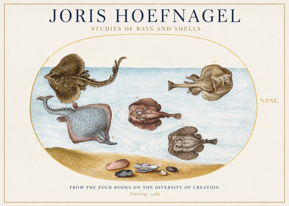 Joris Hoefnagel Studies of Rays and Shells No1 - Plakat