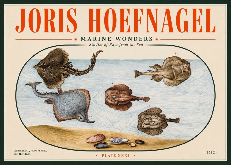 Joris Hoefnagel Studies of Rays and Shells No5 - Plakat