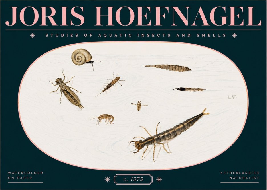 Joris Hoefnagel Studies of Aquatic Insects and Shells No3 - Plakat