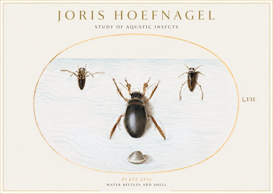 Joris Hoefnagel Water Beetles and Shell No1 - Plakat