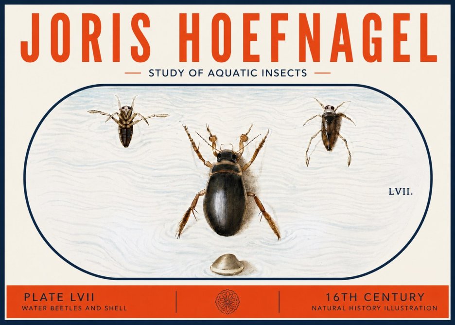 Joris Hoefnagel Water Beetles and Shell No6 - Plakat