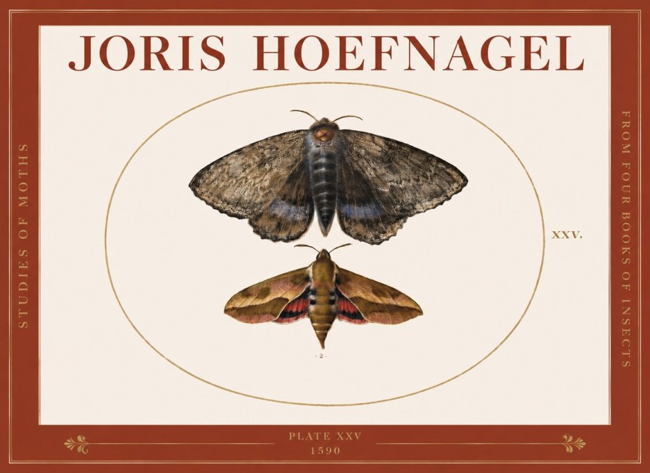Joris Hoefnagel Studies of Moths I No3 - Plakat