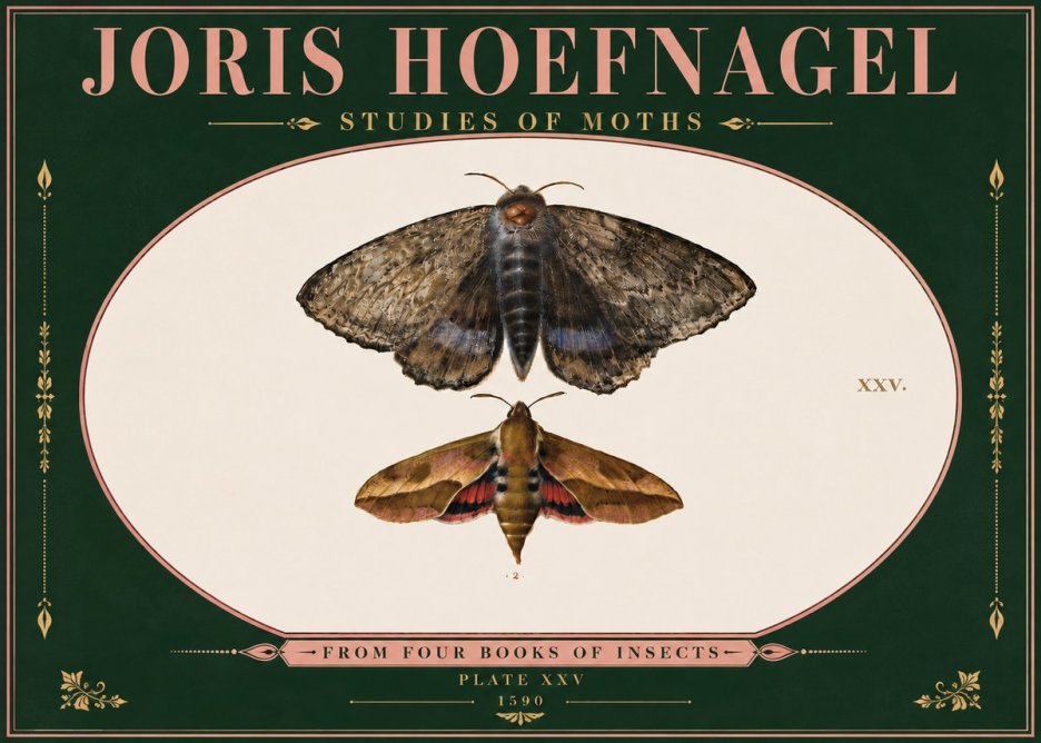 Joris Hoefnagel Studies of Moths I No6 - Plakat