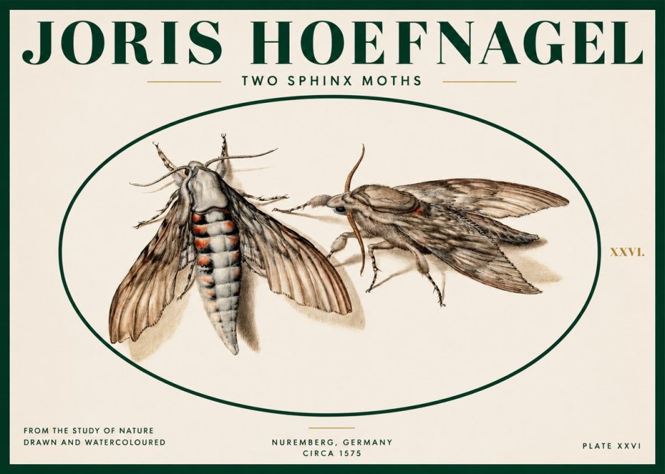 Joris Hoefnagel Two Sphinx Moths No2 - Plakat