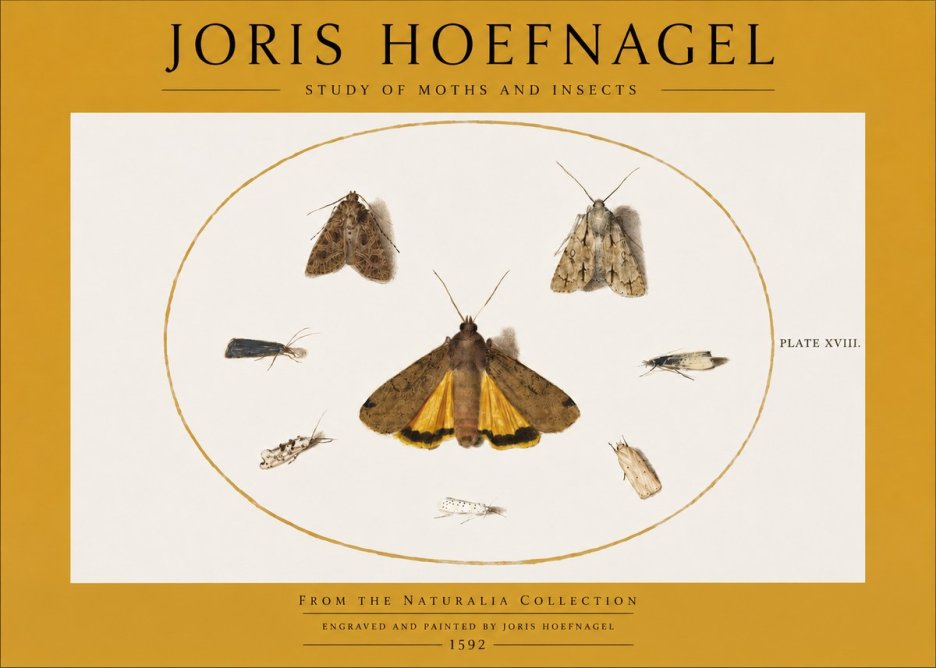 Joris Hoefnagel Study of Moths and Insects No2 - Plakat