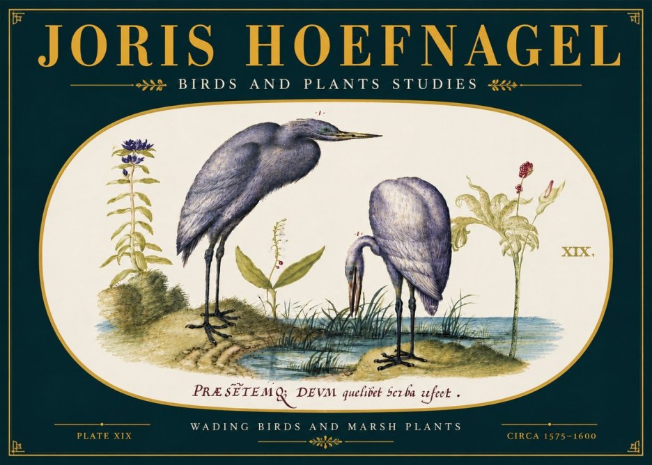 Joris Hoefnagel Wading Birds and Marsh Plants No6 - Plakat