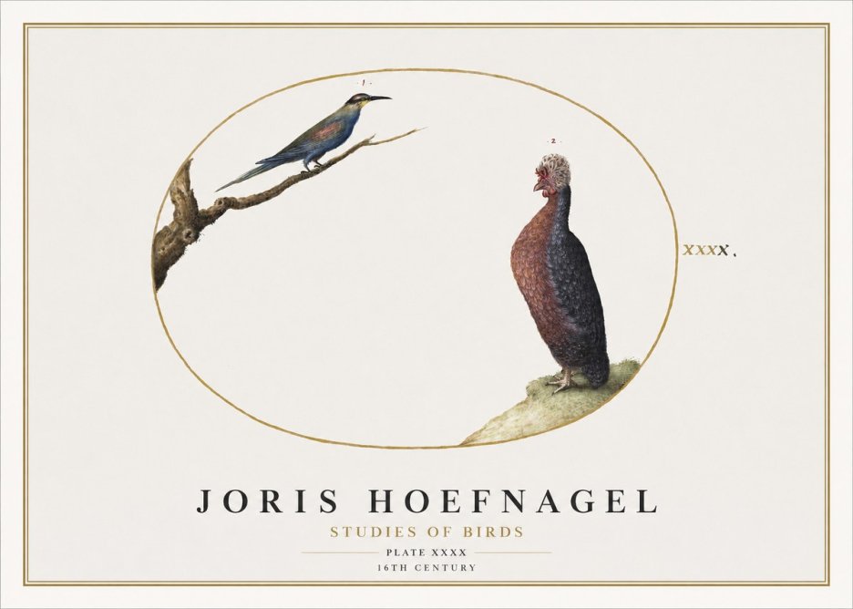 Joris Hoefnagel Studies of Birds I No2 - Plakat
