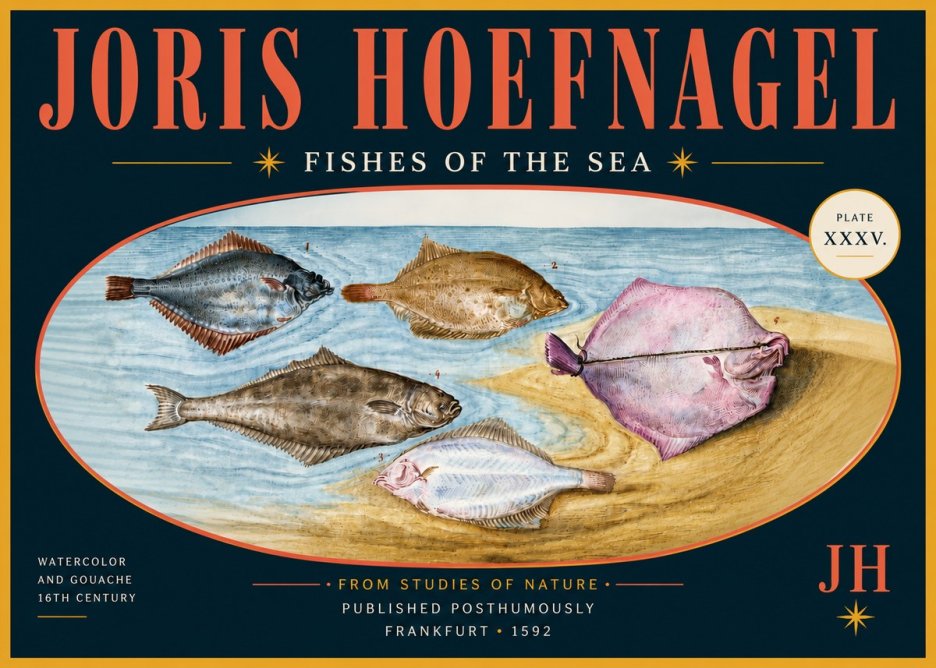 Joris Hoefnagel Fishes of the Sea II No6 - Plakat