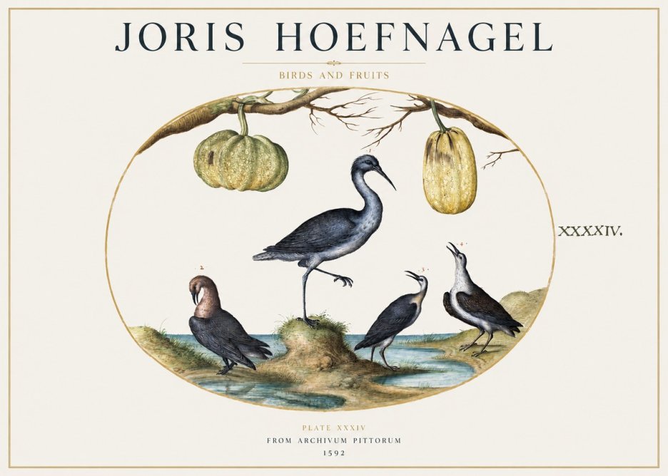 Joris Hoefnagel Birds and Fruits No1 - Plakat
