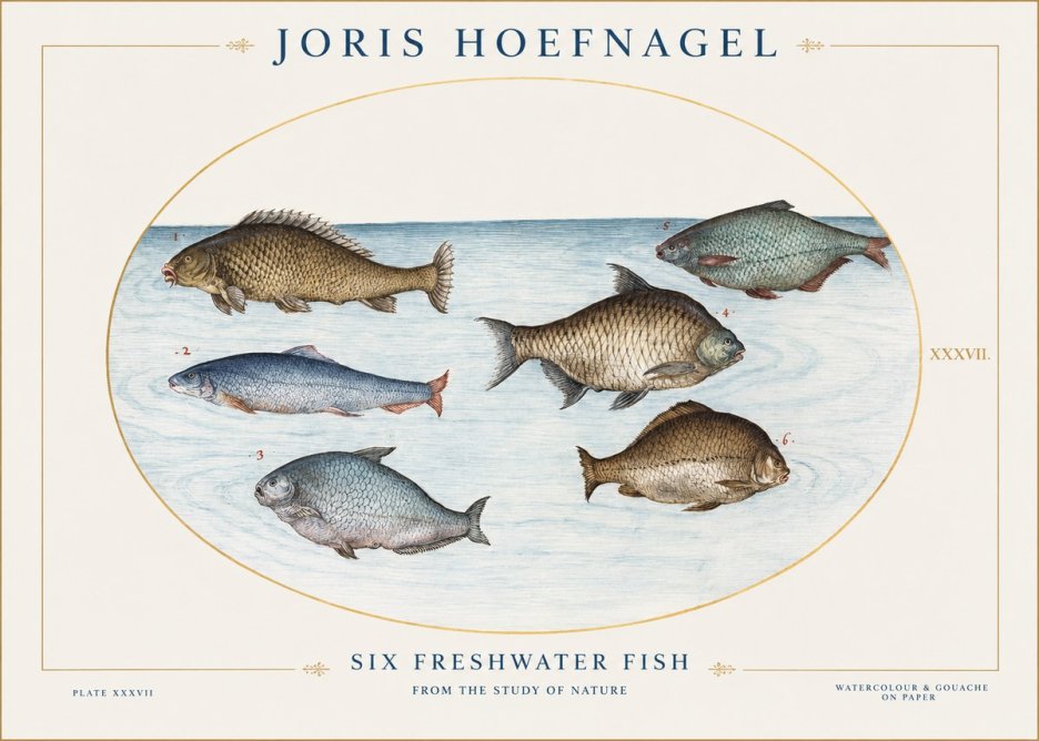 Joris Hoefnagel Six Freshwater Fish No1 - Plakat