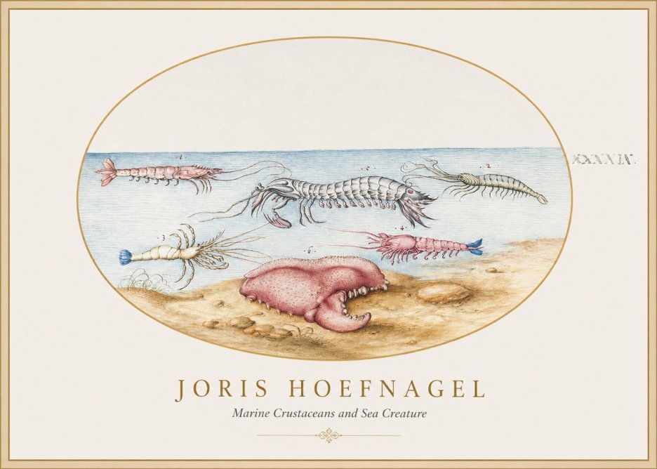 Joris Hoefnagel Marine Crustaceans and Sea Creature No1 - Plakat