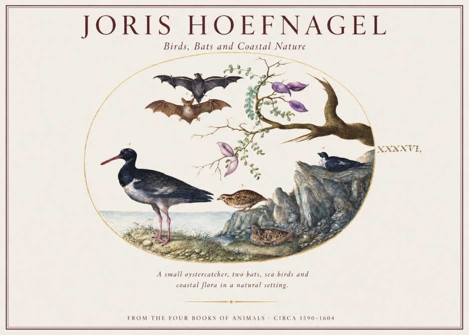 Joris Hoefnagel Birds, Bats and Coastal Nature No1 - Plakat