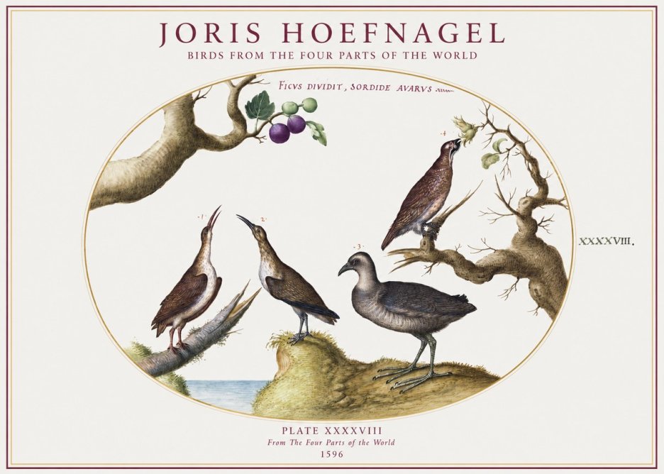 Joris Hoefnagel Birds from the Four Parts of the World No1 - Plakat