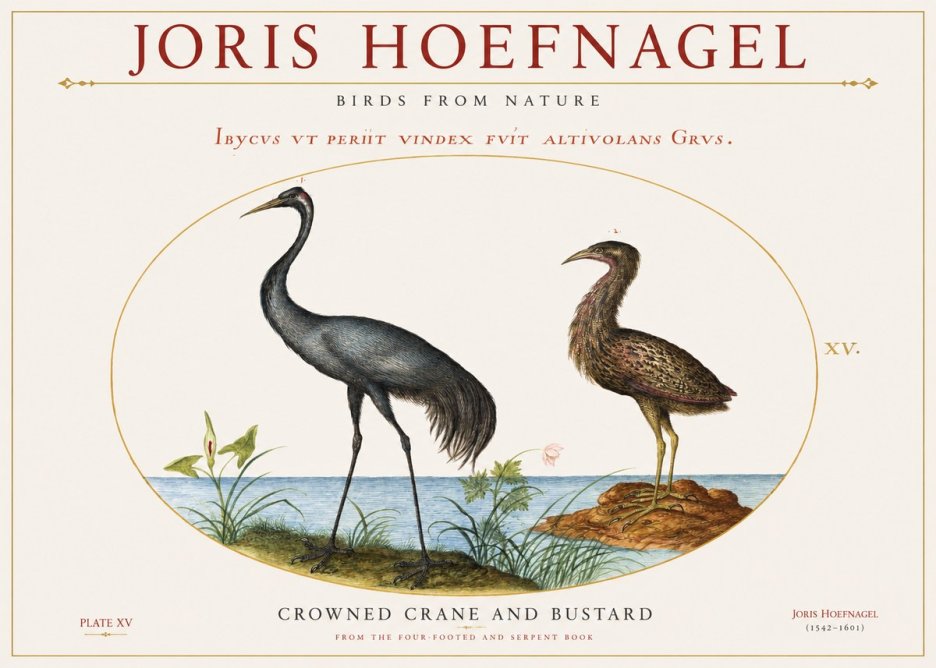 Joris Hoefnagel Crowned Crane and Bustard No1 - Plakat