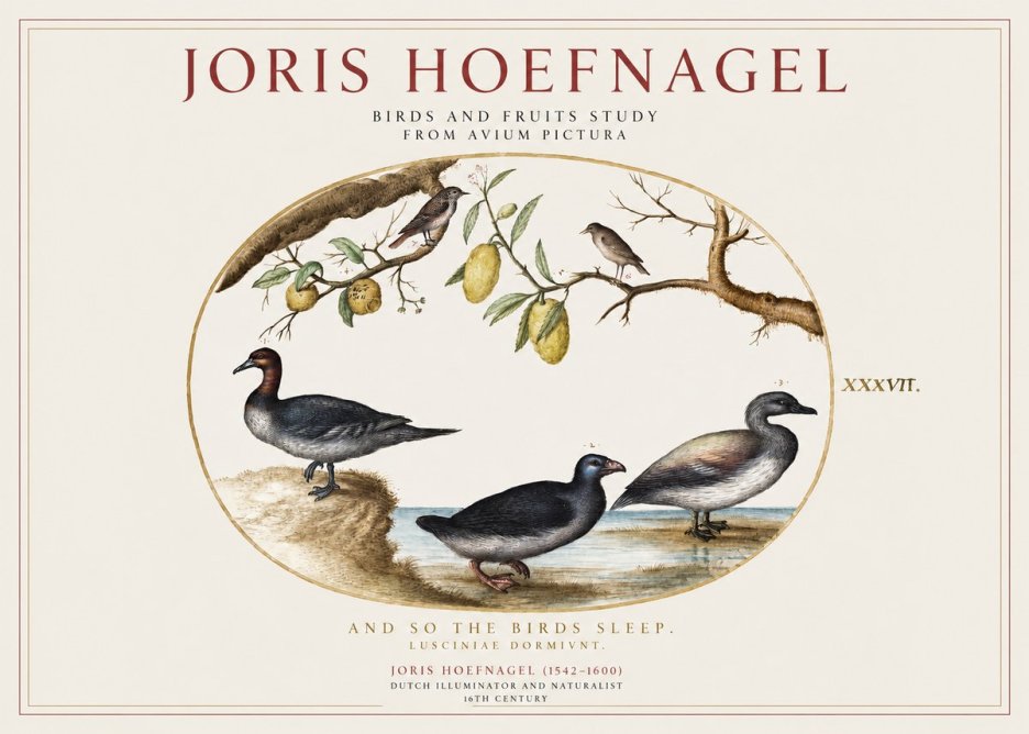 Joris Hoefnagel Plate Xxxvii from the Four Books of Birds No5 - Plakat