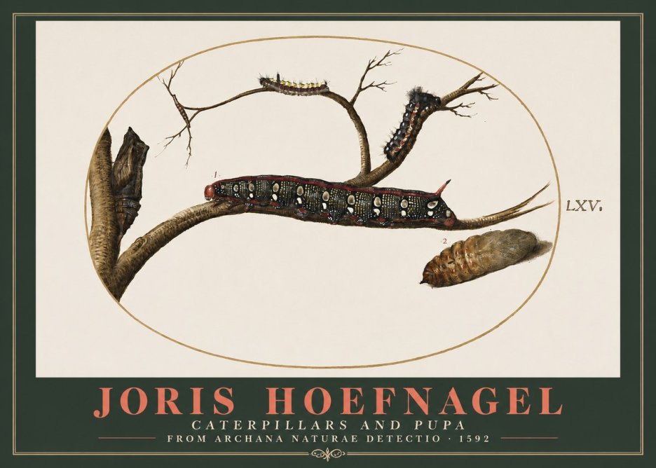 Joris Hoefnagel Caterpillars and Pupa No2 - Plakat